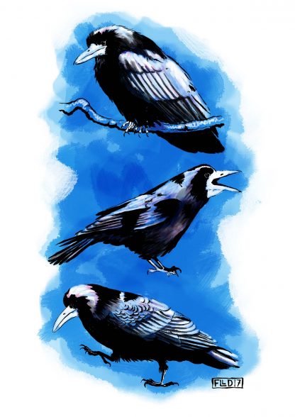 rook crow corvid screen art print pink blue black